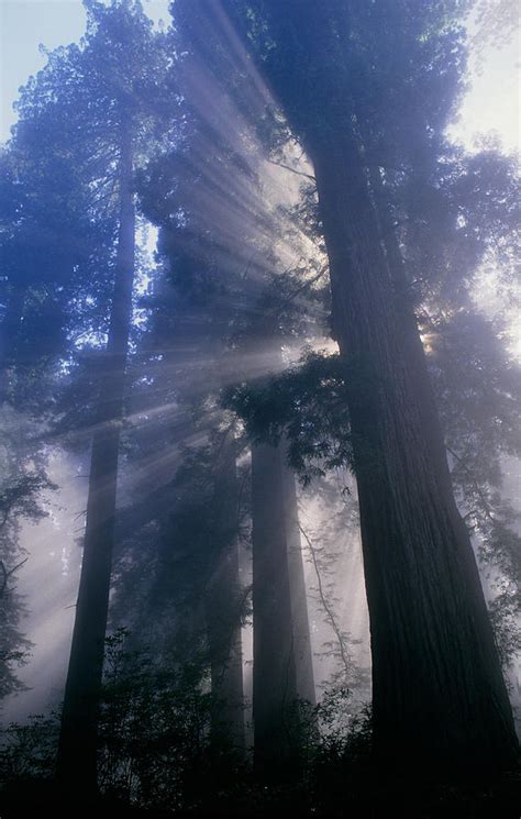 Light Coming Through Redwood Trees Photograph By Kaj R Svensson