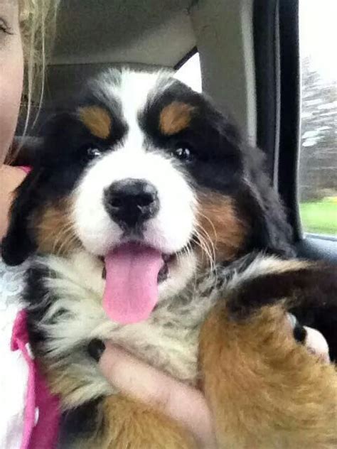 Bernese Mountain Dog Puppy Pet Dogs Puppies Cute Dogs Bernese