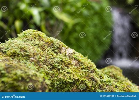 Beautiful Bright Green Moss Grows Covers The Rugged Rocks And On The