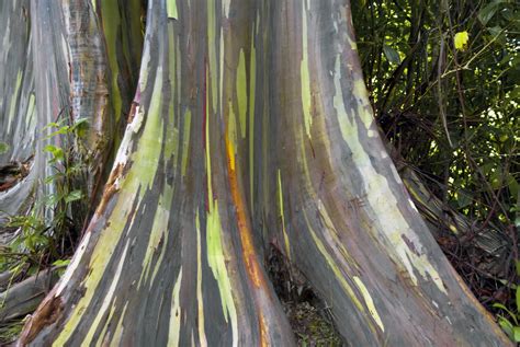 How Fast Does A Rainbow Eucalyptus Grow