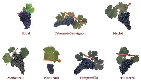Grape Varieties Chart Ng