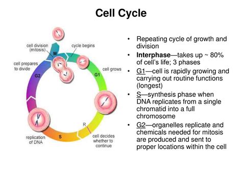 Phases Of Cell Cycle