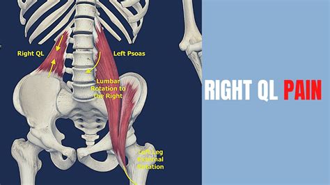 psoas iliacus piriformis and quadratus lumborum talk and tutorial porn sex picture