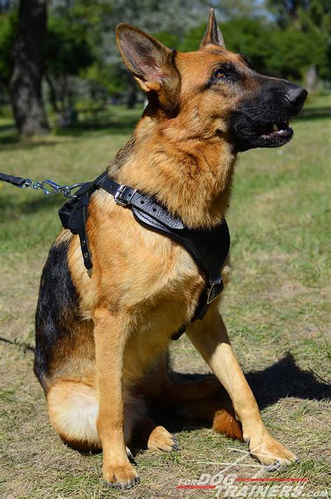That's why we offer professional dog bite suit for attack training. German Shepherd seems happy about having Agitation ...