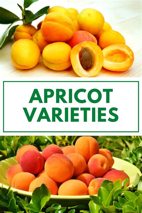 Apricot Tree Varieties In 2021 Apricot Tree Growing Fruit Fragrant