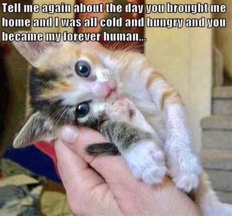 Tell Me Again About The Day You Became My Forever Human Funny Cat