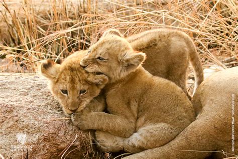 Lions is the destination for anyone in the pursuit of creative from the team behind cannes lions. Safari Lions: How Close Can You Get? - Thomson Safaris