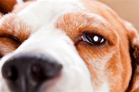 Abnormal Eyelid In Dogs Symptoms Causes Diagnosis Treatment