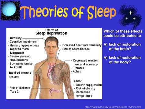 ppt theories of sleep powerpoint presentation free download id 632301