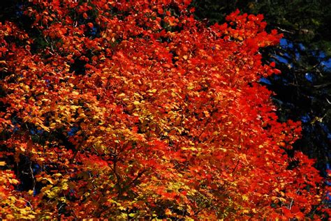 Free Images Forest Flower Foliage Orange Red Autumn Season