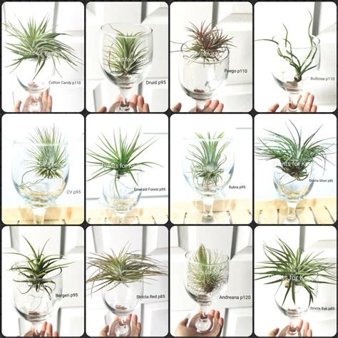 Tillandsia Assorted Types Tillandsia Different Types Of Airplant
