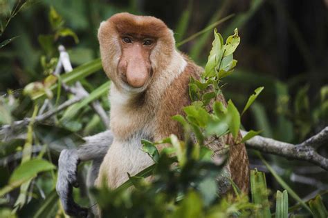 18 Extraordinary Types Of Monkeys