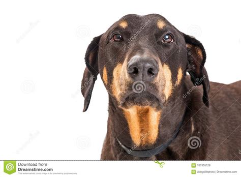 Closeup Sad Unhappy Doberman Pinscher Dog Stock Photo Image Of