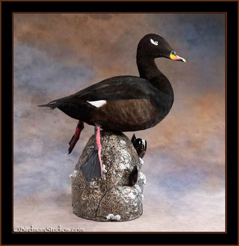 White Winged Scoter Mounts Sea Duck Taxidermy