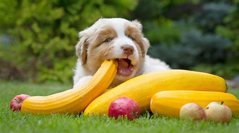 Most dogs enjoy the appetizing taste from earthborn dry dog food. Best High Fiber Dog Foods For Anal Gland Problems