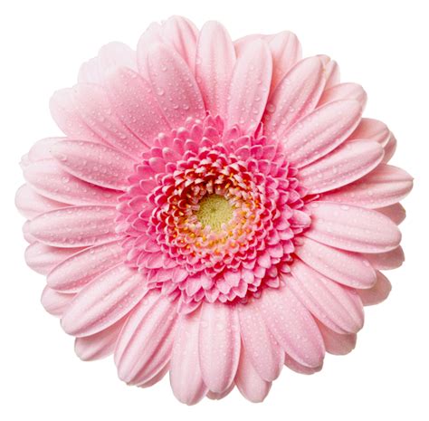 Pink Flower Png Transparent Pink Flowerpng Images Pluspng