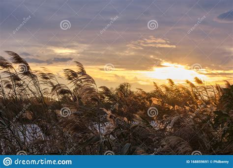 Sunset Landscape At Reed Grown River Bank Stock Image Image Of Plant