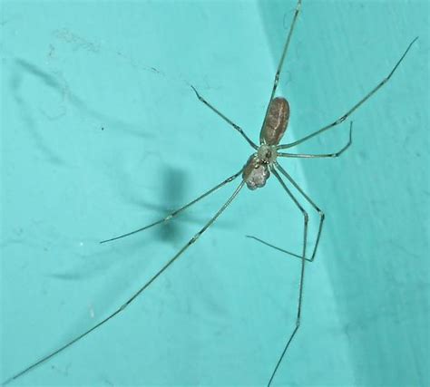 Spindly Spider Pholcus Bugguidenet
