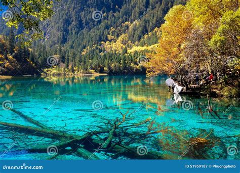 Lake In Jiuzhaigou National Park Stock Image Image Of Clear Forest
