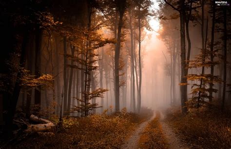 Viewes Autumn Way Fog Forest Trees Beautiful Views Wallpapers