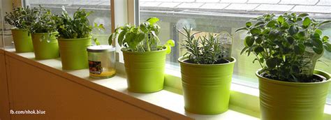 We did not find results for: 10 Easy Kitchen Herb Garden Ideas to Grow Culinary herbs