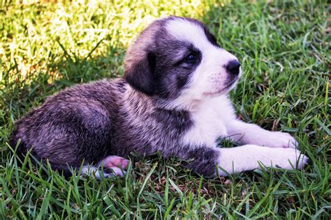 3840x2560 Adorable Animal Canine Cute Dog Domestic Animal Grass