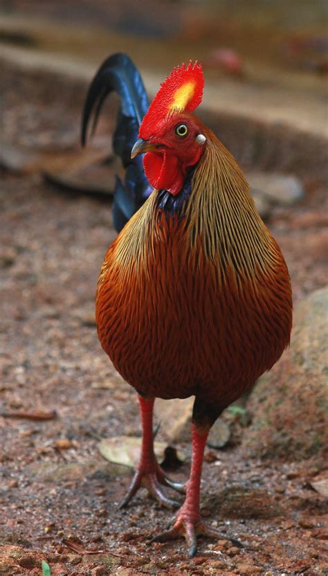 Extraordinary Chickens Roosters Sri Lanka Junglefowl