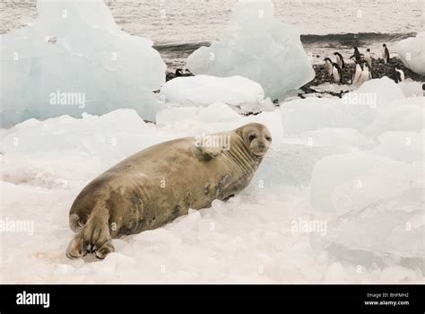 A Weddell Seal Leptonychotes Weddellii Rests On An Ice Covered Beach Paulet Island
