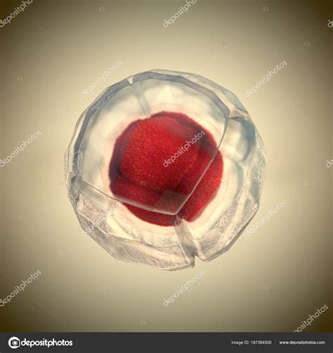 3d Illustration Of Cell Division Cell Membrane And A Splitting Red
