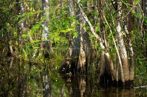 Bladderwort And Buttresses Florida Everglades Swamp Scene Matt