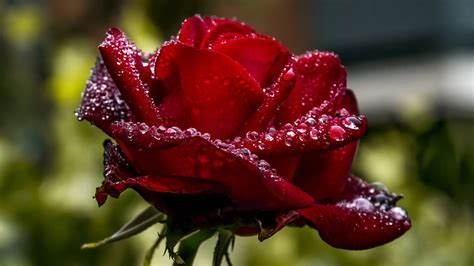 Rosa Roja Oscura Fondo De Pantallafloraguapétalorojorosas De