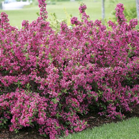 Weigela Sonic Bloom Pink At Jackson And Perkins