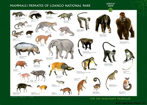Wild Animals Pictures And Their Names | Amazing Wallpapers
