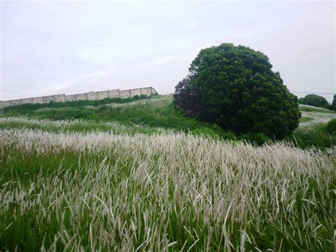 Wallpaper Pemandangan Rumput Ilalang | Stok Wallpaper