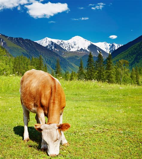 Cows Grazing In Idyllic Green Meadow Scenic View Of Bavarian Alps With