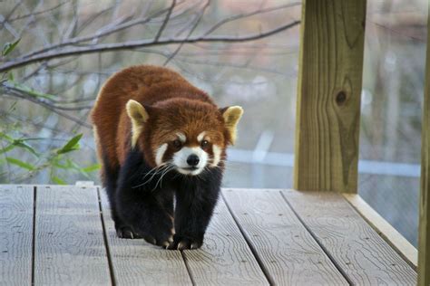 Red Panda By Alex Depetrillo On 500px Red Panda Panda Animals