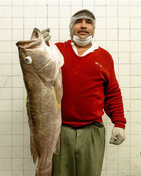 Inicia Temporada De Pesca De Todas Las Especies De Mero En El Golfo De México Comisión