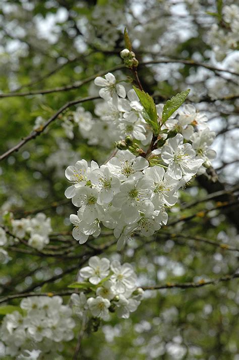 One of the most glorious sights you can behold is a tree or shrub that has burst into a profusion of white flowers. Northstar Dwarf Cherry (Prunus 'Northstar') in Minneapolis ...