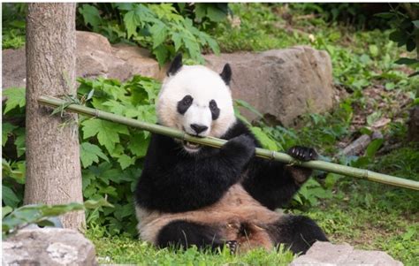 Giant Pandas Eating Bamboo