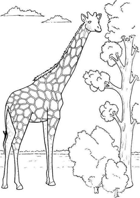 As an amazon associate, i earn from qualifying purchases. Giraffe - Free Coloring Pages