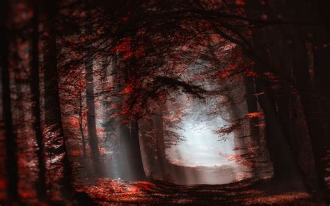 4558944 Sun Rays Forest Path Leaves Landscape Fall Nature
