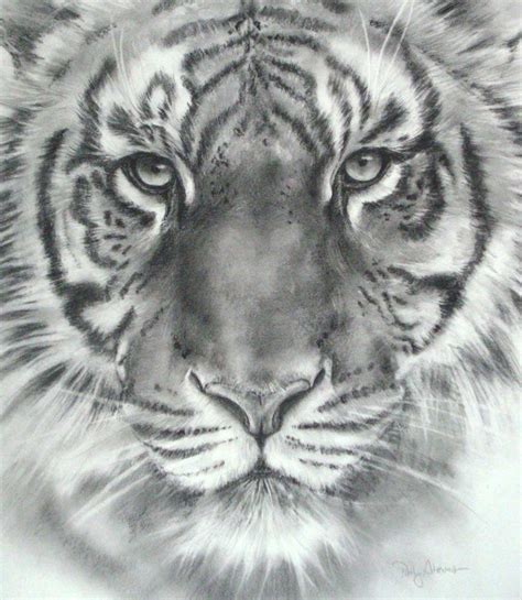Classic Tiger Pencil Shading With Sketch Pencil All Pencil And
