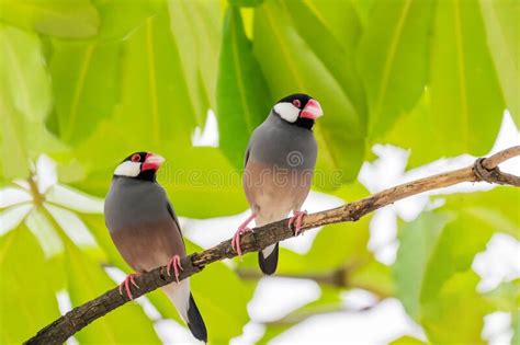 Beautiful Java Sparrow Bird Standing Rested On The Green Natural