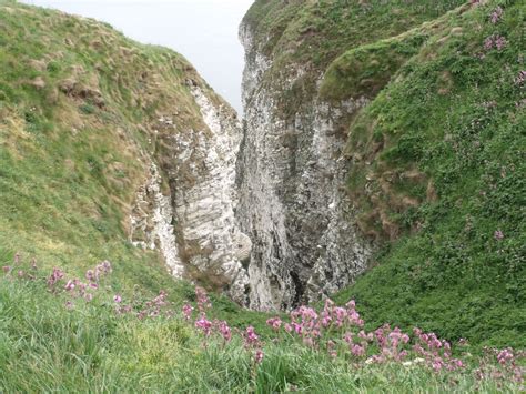 Yorkshire Ramblings Bempton Cliffs Rspb Nature Reserve