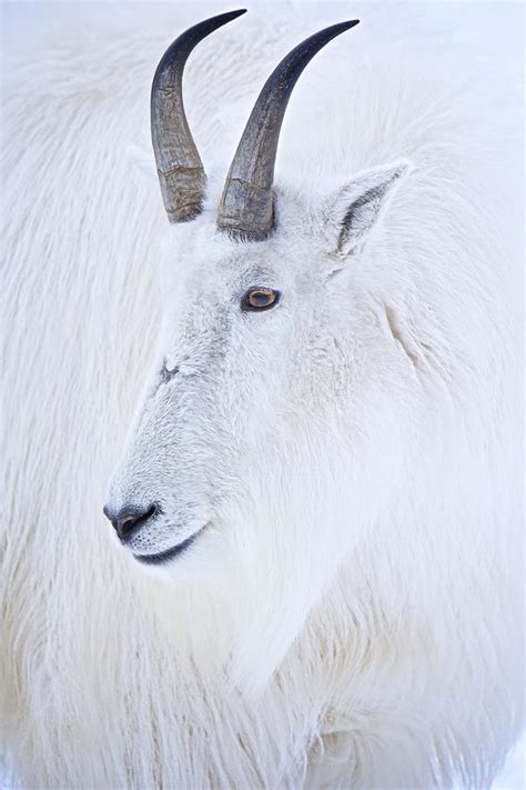 Mountain Goat Portrait Photograph By Craig Voth Pixels