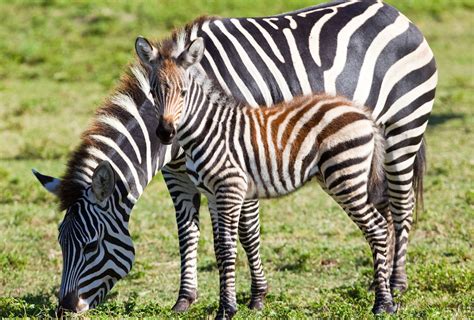 The Grévys Zebra Beautiful Animal The Wildlife
