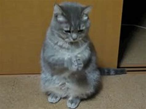 This Praying Cat Is The Cutest Thing Youll See All Day