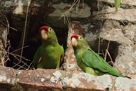Psittacara Finschi Conure De Finsch Crimson Fronted Parakeet Birdforum