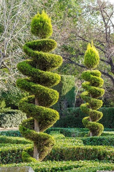 45 Gorgeous Tropiary Trees Ideas For Outdoor And Indoor Garden Garden