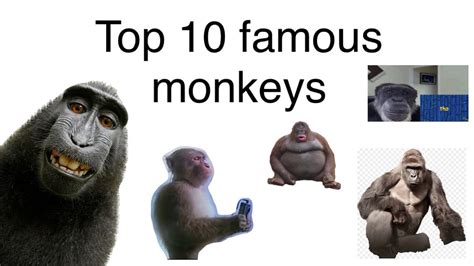 Top 10 Famous Monkeys Youtube